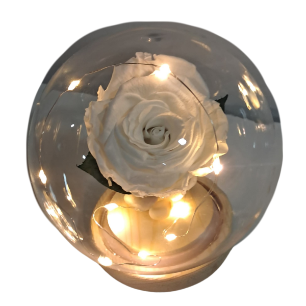 Rosa preservada blanca en capsula
