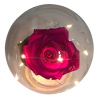Rosa preservada fucsia en capsula