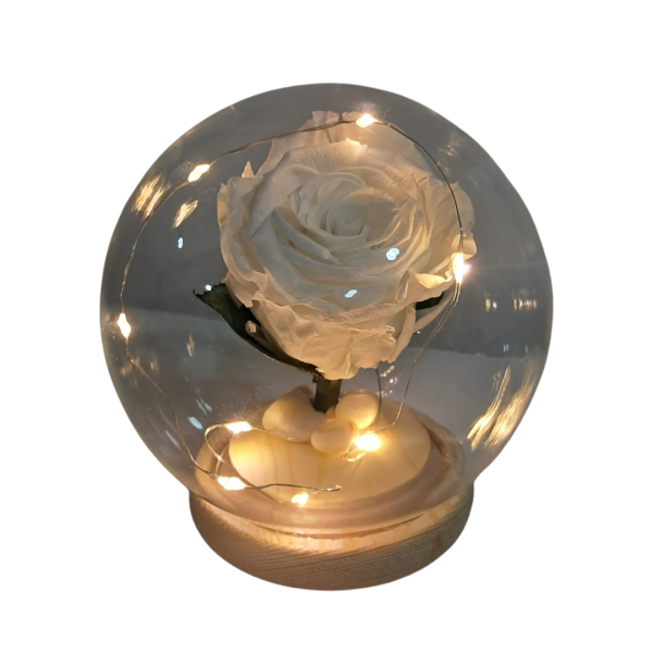 Rosa preservada blanca en capsula - Imagen 2