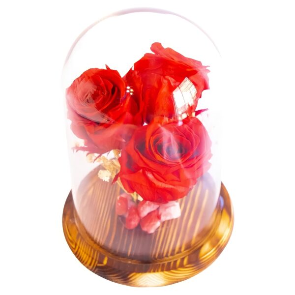 Capsula con 3 Rosas rojas naturales preservadas - Imagen 2