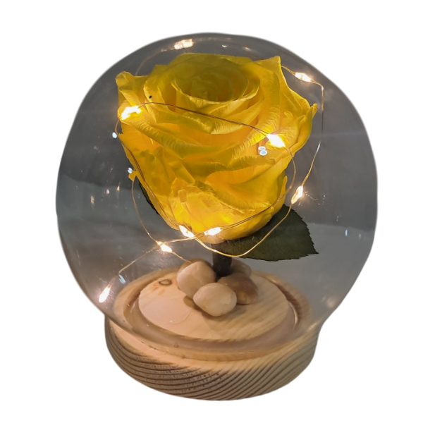 Rosa preservada amarilla en capsula