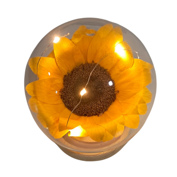 Girasol preservado en capsula con luces - Imagen 2
