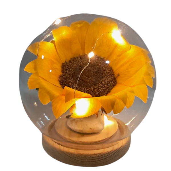 Girasol preservado en capsula con luces - Imagen 3