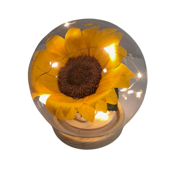 Girasol preservado en capsula con luces